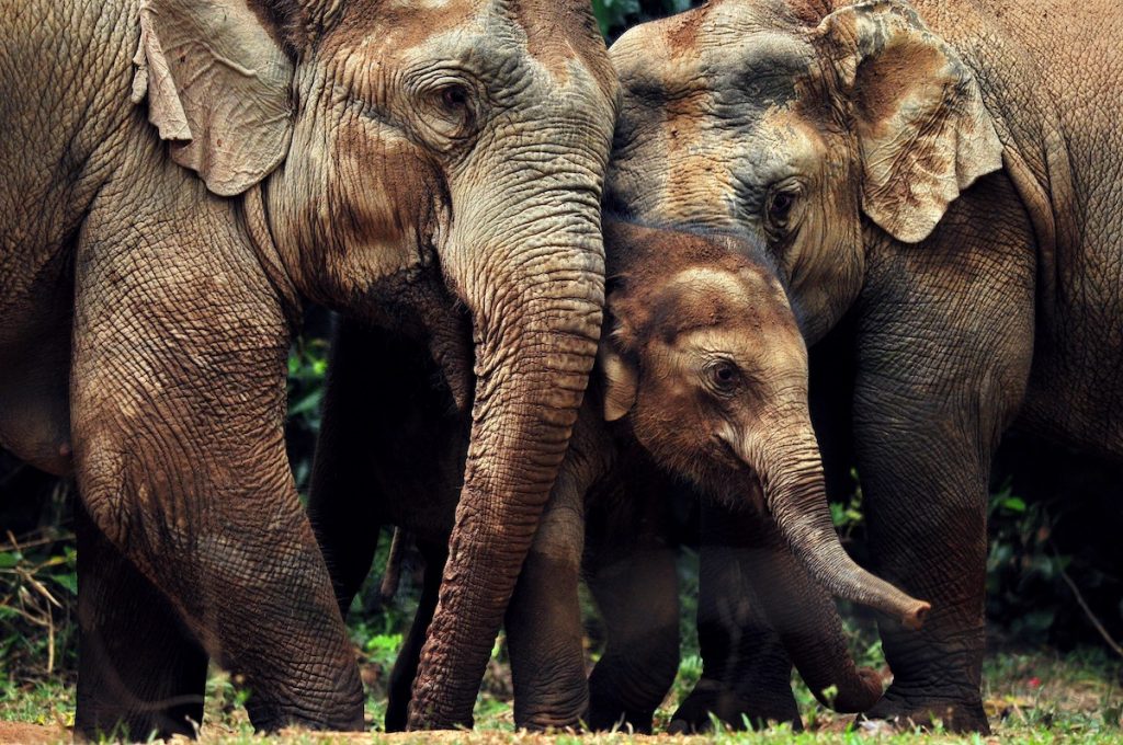 Elephants Myanmar